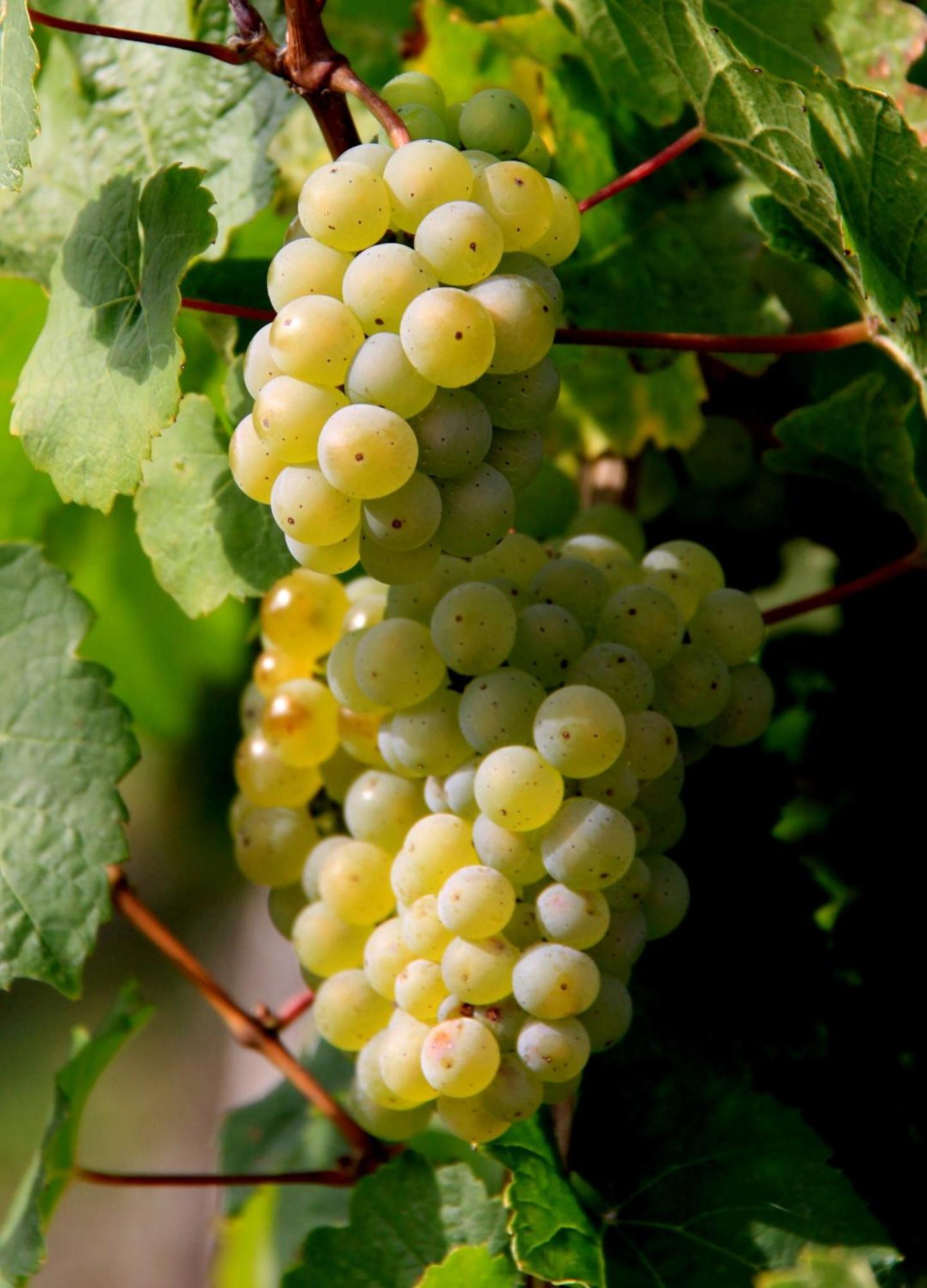 Appartamento Ferienweingut & Gutsrestaurant Becker Burgen  Esterno foto